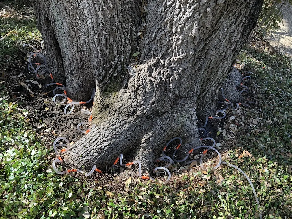 Detailed Tree Cabling and Bracing job site in Lowry City