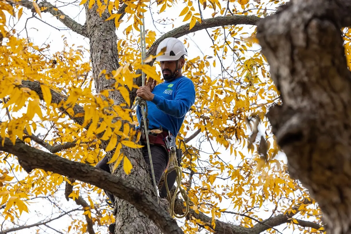 Skilled Tree Transplanting crew working in Lowry City