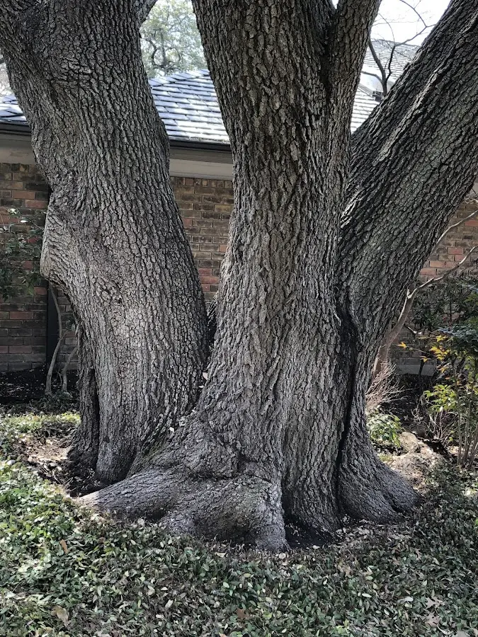 Mature heritage tree close to a Lowry City property cared for by certified arborists